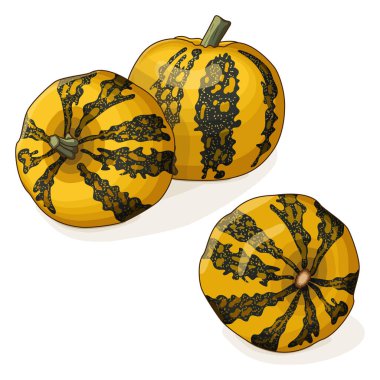 Bir grup Styrian yağı kabağı. Kış balkabağı. Cucurbita pepo. - Var. Styriaca. Meyve ve sebze. Tırman. İzole vektör illüstrasyonu.