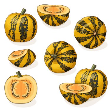 Bir set Styrian yağı kabağı. Kış balkabağı. Cucurbita pepo. - Var. Styriaca. Meyve ve sebze. Tırman. İzole vektör illüstrasyonu.