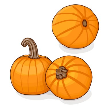 Bir grup balkabağı şekeri. Kış balkabağı. Cucurbita pepo. Meyve ve sebze. Tırman. İzole vektör illüstrasyonu.