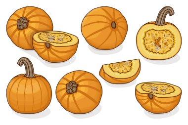 Şekerli Pie Pumpkins seti. Kış balkabağı. Cucurbita pepo. Meyve ve sebze. Tırman. İzole vektör illüstrasyonu.