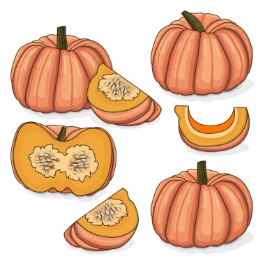 Pembe balkabağı seti ya da Porselen Bebek kabağı. Kış balkabağı. Cucurbita maxima. Meyve ve sebze. Tırman. İzole vektör illüstrasyonu.