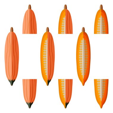 Set of Georgia candy roaster squash. Winter squash. Cucurbita maxima. Fruits and vegetables. Flat style. Isolated vector illustration. clipart