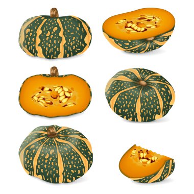 Klip sanatı. Delica Kış Kabağı veya Balkabağı Kabağı Delica Moretti. Cucurbita maxima. Meyve ve sebze. İzole vektör illüstrasyonu.