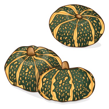 Delica Kış Kabağı ya da Balkabağı Derneği Delica Moretti. Cucurbita maxima. Meyve ve sebze. Tırman. İzole vektör illüstrasyonu.