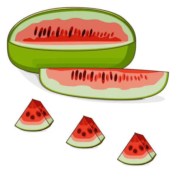 Stock vector Whole and chopped Ali Baba Watermelon. Citrullus lanatus. Vegetables. Clipart. Isolated vector illustration.