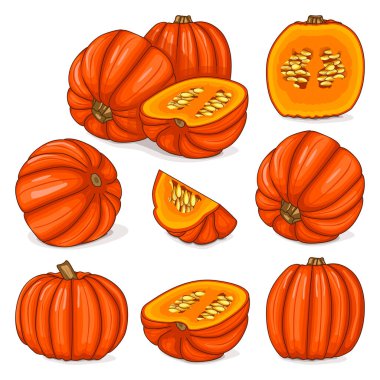 Koca Max balkabağı seti. Kış balkabağı. Cucurbita maxima. Sebzeler. Klip sanatı. İzole vektör illüstrasyonu.