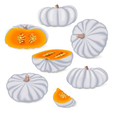 Klip sanatı. Beyaz Valenciano balkabağı. Kış balkabağı. Cucurbita maxima. Meyve ve sebze. İzole vektör illüstrasyonu.