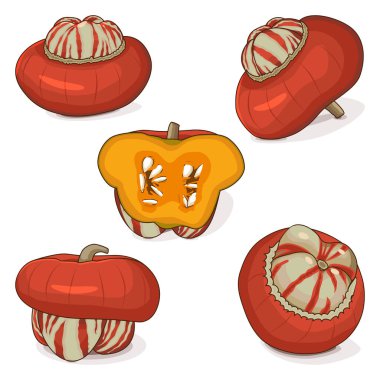 Set of Turban Squash or Turk s Turban. Winter squash. Cucurbita maxima. Vegetables. Clip art. Isolated vector illustration. clipart