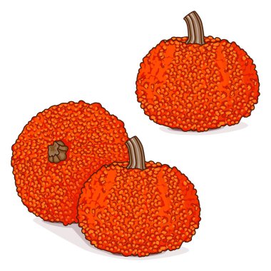 Bir grup Kızıl Siğilli Balkabağı. Kış balkabağı. Cucurbita maxima. Sebzeler. Klip sanatı. İzole vektör illüstrasyonu.