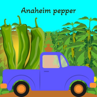Anaheim biberleri, California biberleri ya da Magdalena biberleriyle dolu bir hasat kamyonu. Biber tarlası. Hasat zamanı. İzole vektör illüstrasyonu.