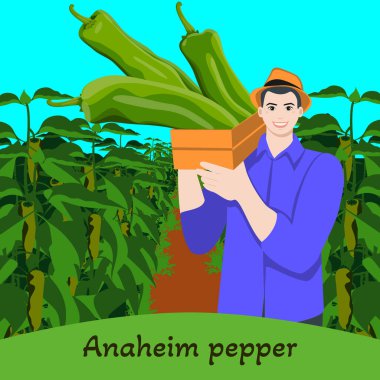 Anaheim biberleri, California biberleri ya da Magdalena biberleri taşıyan çiftçi. Biber tarlası. Hasat zamanı. İzole vektör illüstrasyonu.