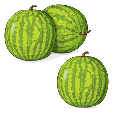 Sarı Bebek Karpuz Grubu. Citrullus lanatus. Meyve ve sebze. Tırman. İzole vektör illüstrasyonu.