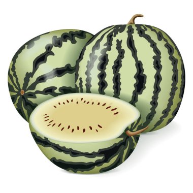 Beyaz Harika Karpuz 'un yarısı ya da Saskatchewan Karpuzu Kreması. Citrullus lanatus. Meyve ve sebze. İzole vektör illüstrasyonu