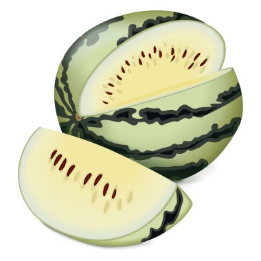 Tam ve doğranmış Beyaz Harika Karpuz ya da Saskatchewan Karpuzu Kreması. Citrullus lanatus. Meyve ve sebze. İzole vektör illüstrasyonu