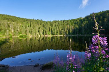 Sabah erken saatlerde Kara Orman 'da (Mummelsee). Suya yansıyan ağaçlar. Önplanda mor çiçek (Epilobium angustifolium) bulunur. Geniş açı. Almanya, Hornisgrinde.