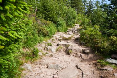 Kuzey Kara Orman 'da taşlı yürüyüş patikası. Yol yeşil çalılar ve ağaçlarla kaplı. Almanya, Hornisgrinde.