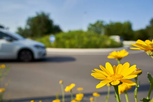 Gelbe Wildblumen Vor Der Kreuzung Kreisverkehr Mit Fahrendem Auto Geringe — Stockfoto