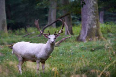 1 beyaz albino nadasa geyik (Dama dama, damwild). Hayvan ağaçların arasındaki ormanda yeşil bir çayırda duruyor. Vahşi yaşam.