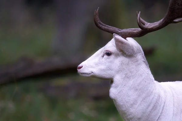 白いアルビノの鹿 ダマダマ の肖像画 その動物は森の緑の牧草地に立っている サイドビュー ドイツの野生生物 — ストック写真