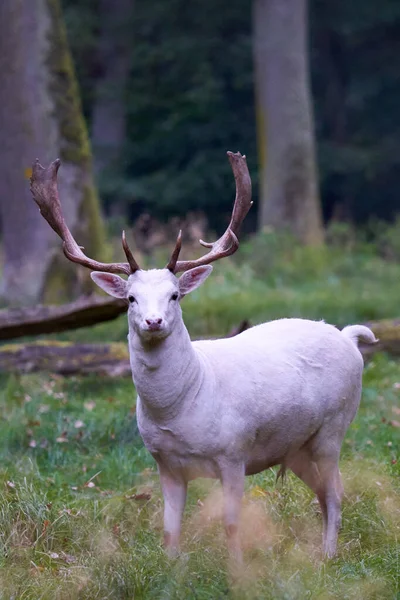 1头白白化病鹿 大马鹿 大马鹿 大马鹿 这只动物站在森林中的绿色草地上 华丽的鹿角 德国的野生动物 — 图库照片