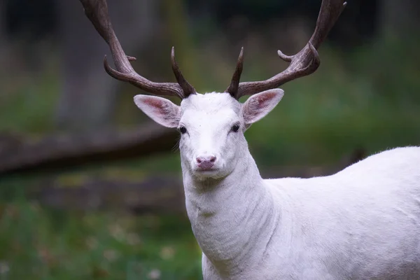 白いアルビノの鹿 ダマダマ の肖像画 その動物は森の緑の牧草地に立っている 直接見る ドイツの野生生物 — ストック写真