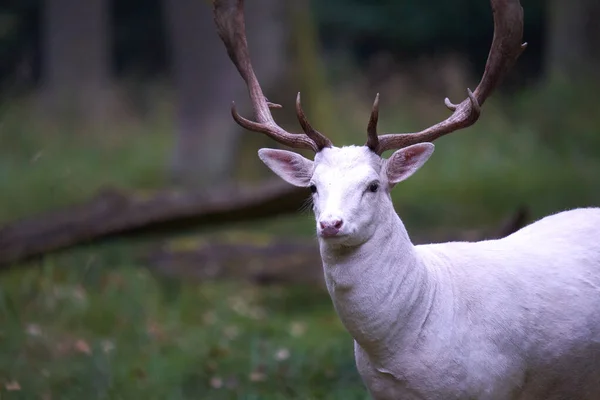 白いアルビノの鹿 ダマダマ の肖像画 その動物は森の緑の牧草地に立っている 壮大な魅力 フィールドの浅い深さ ドイツの野生生物 — ストック写真