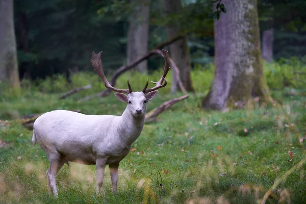 1头白白化病鹿 大马鹿 大马鹿 大马鹿 这只动物站在树林中间的绿色草地上 野生动物 — 图库照片