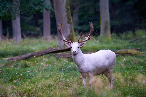 1头白白化病鹿 大马鹿 大马鹿 大马鹿 这只动物站在树林中间的绿色草地上 侧视图 野生动物 — 图库照片