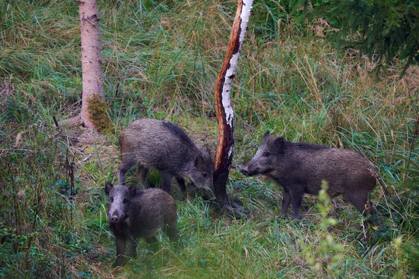 森林里有三头野猪 Sus Scrofa Wildschweine 动物用一棵绘画树来擦它们的皮 德国的野生动物 — 图库照片