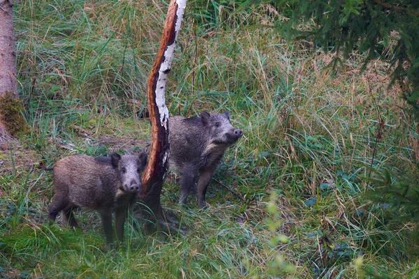 Диких Кабани Sus Scrofa Wildschweine Лісі Тварини Використовують Дерево Картині — стокове фото