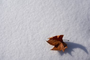 Beyaz karla kaplı meşe yaprağı, uzayı kopyala. Dekorasyon için mükemmel. Üst Manzara. Kışın.