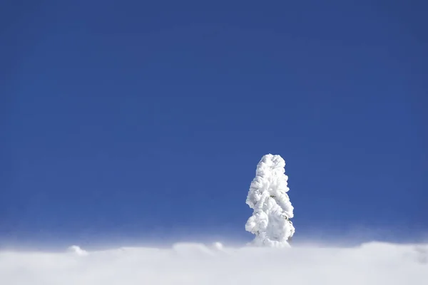 Abeto Tormenta Nieve Árbol Coníferas Invierno Contra Cielo Azul Día —  Fotos de Stock