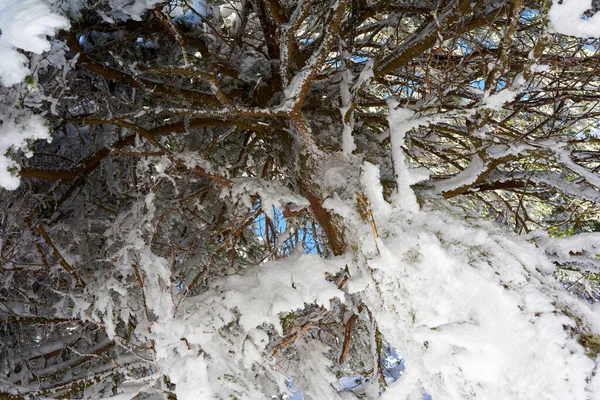Closeup Árvore Conífera Inverno Com Neve Baixo — Fotografia de Stock