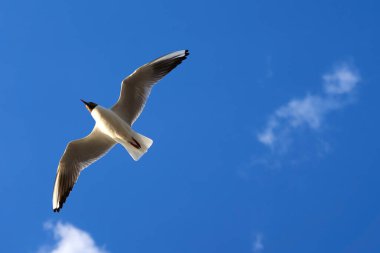 Mavi gökyüzüne uzanan kanatları olan martı (Chroicocephalus ridibundus). Direk aşağıdan gelen sahil hayvanı..