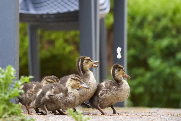 鸭子的后代在花园里喂食 一群在户外家具前吃饭的小动物 — 图库照片