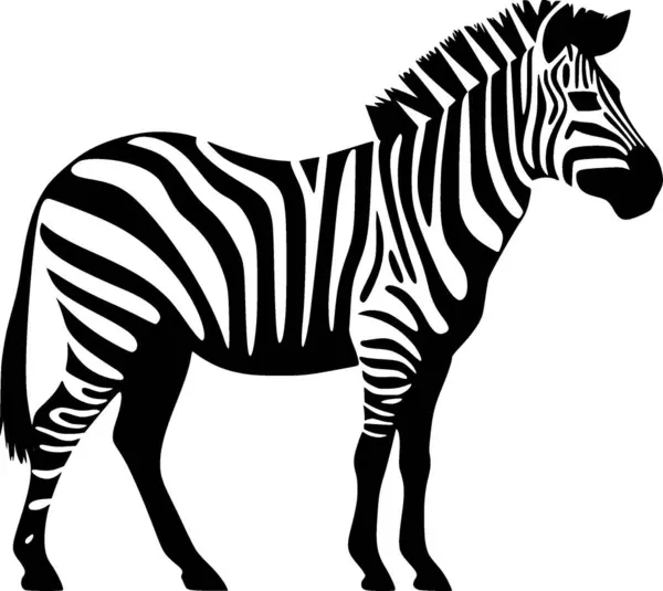 stock vector Zebra - black and white vector illustration