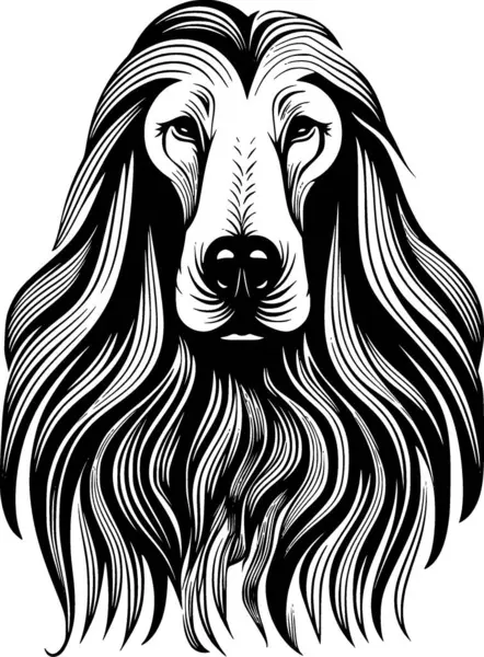 stock vector Afghan hound - black and white vector illustration