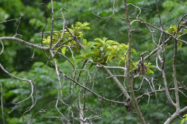 Gün boyunca tropik yeşil yaprakların arkaplan fotoğrafı