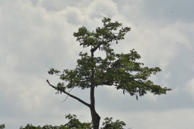 bulutlu tropikal ağacın fotoğrafı