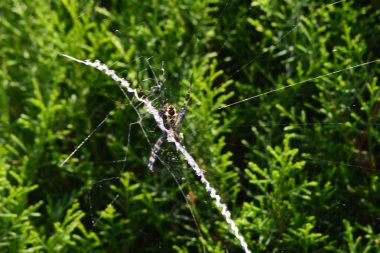 Ağaçta yuva yapan bir örümceğin fotoğrafı