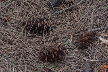 3 kurumuş kozalağın fotoğrafı.