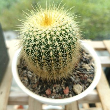 Tenceredeki küçük bir kaktüsün fotoğrafı.