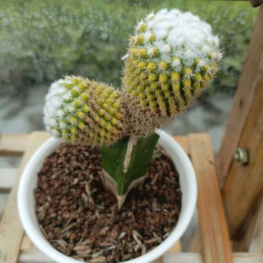 Tenceredeki küçük bir kaktüsün fotoğrafı.