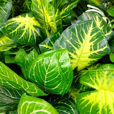 Tropikal yeşil yaprakların doğal görüntüsünü yakın plan