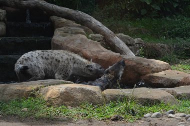 Hayvanat bahçesindeki su havuzunda oynayan bir çift sırtlanın fotoğrafı.