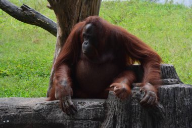 Hayvanat bahçesindeki gölün kenarında oturan bir orangutanın fotoğrafı.