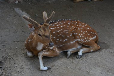 Hayvanat bahçesindeki kafeste dinlenen bir geyik yavrusunun fotoğrafı.