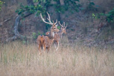 Spotted male Deer with use of selective focus