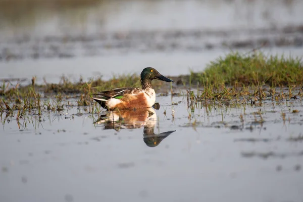 Northern shoveler bird swimming with use of selective focus