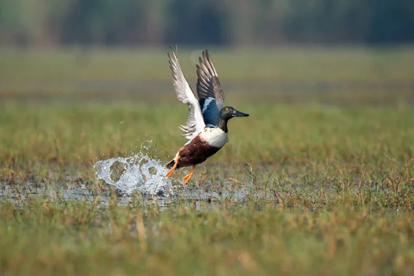 Northern shoveler bird flying with use of selective focus